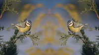 Mirror video